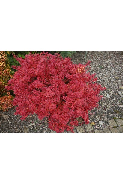 Висота Барбарис Тунберга Рубі Стар